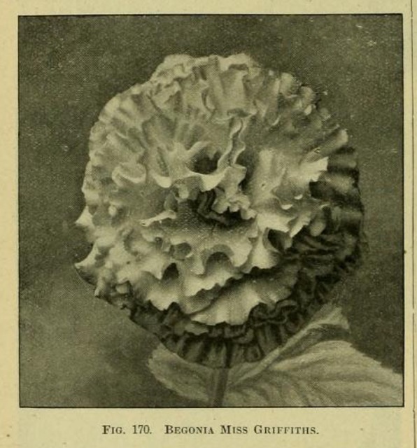B. ‘Miss Griffiths’